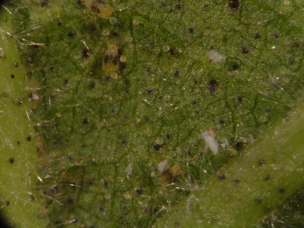 Spider Mites magnified
