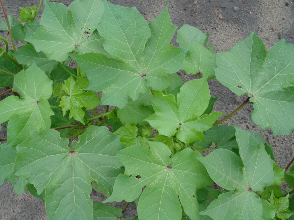 Spider Mites Symptomology