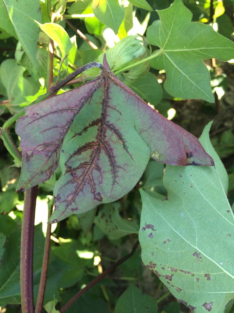 Intervienal necrosis associated with bacterial blight.