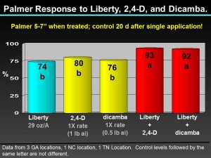 Palmer control - Liberty - 24D-Dicamba