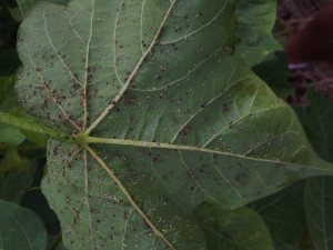 aphid fungus by steve bullard c